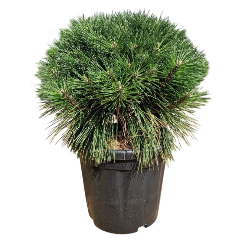 Pinus Brepo