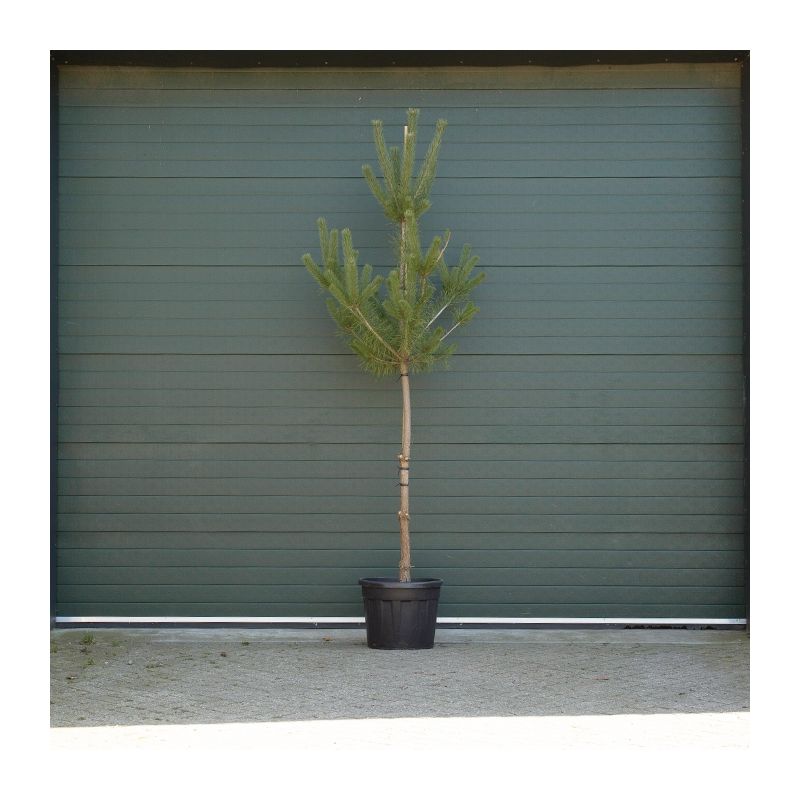 Pinus sylvestris