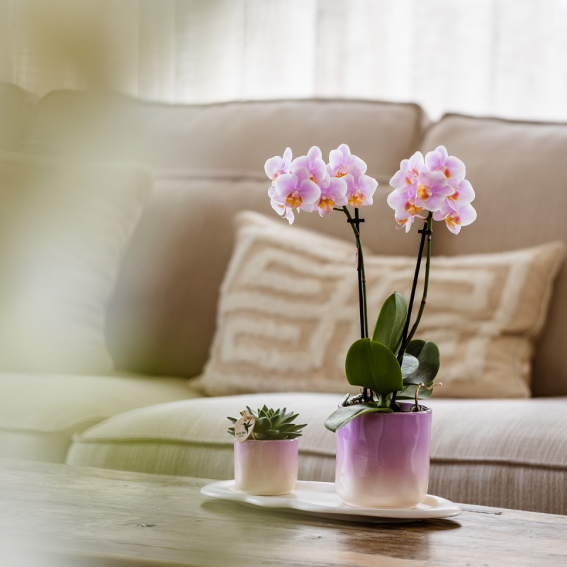 Planten duo Gradience roze