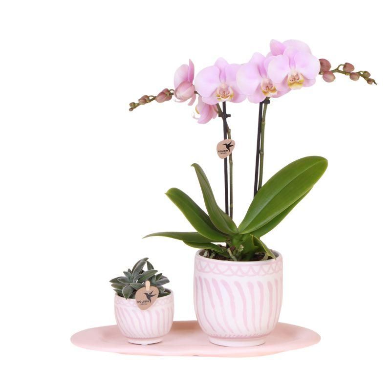 Planten duo Granada roze