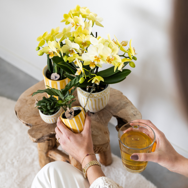 Planten duo in Painted Stripe geel