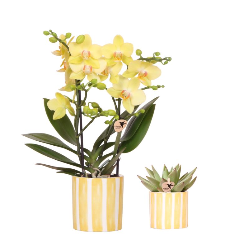 Planten duo in Painted Stripe geel