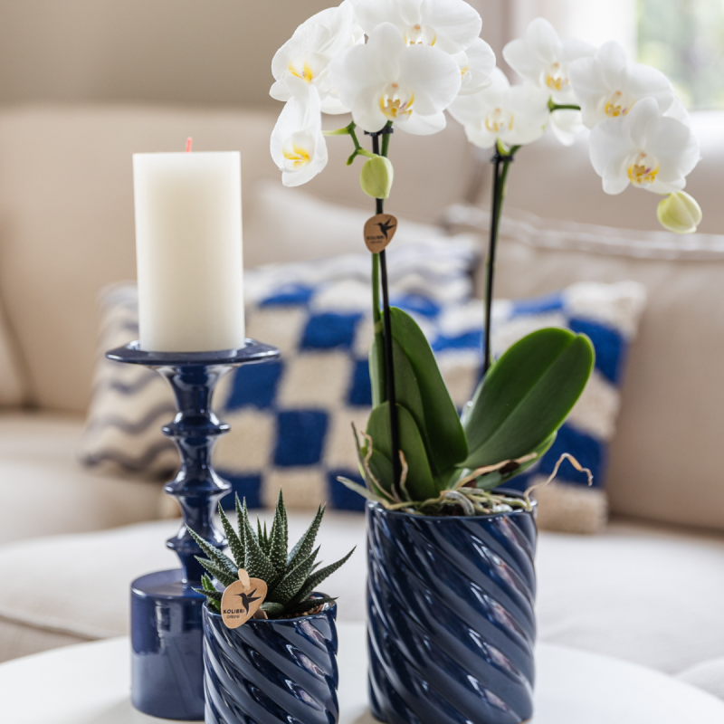 Planten duo in Spiral Clay blauw 