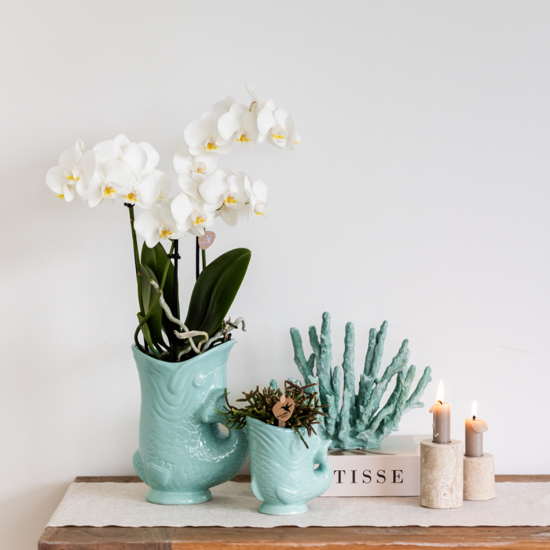 Planten duo Yona lichtblauw