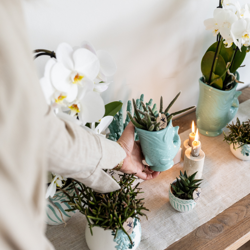 Planten duo Yona lichtblauw
