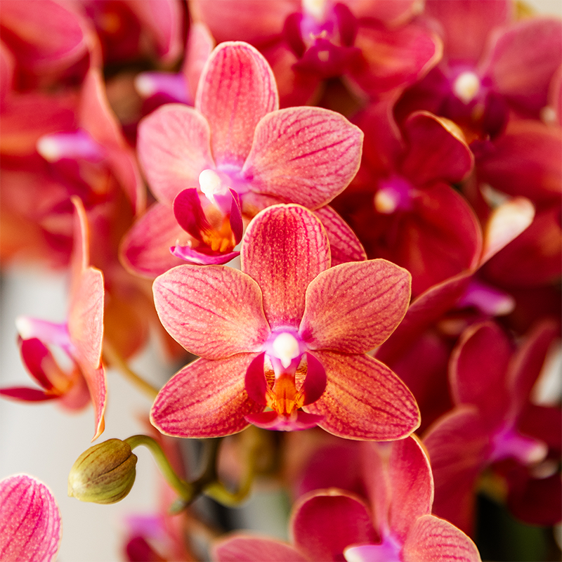 Plantenset Aura rood