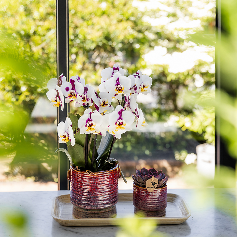 Plantenset Aura rood