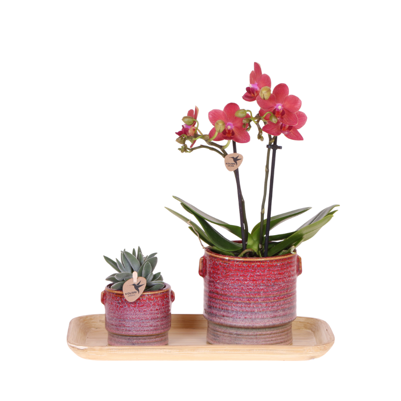 Plantenset Aura rood