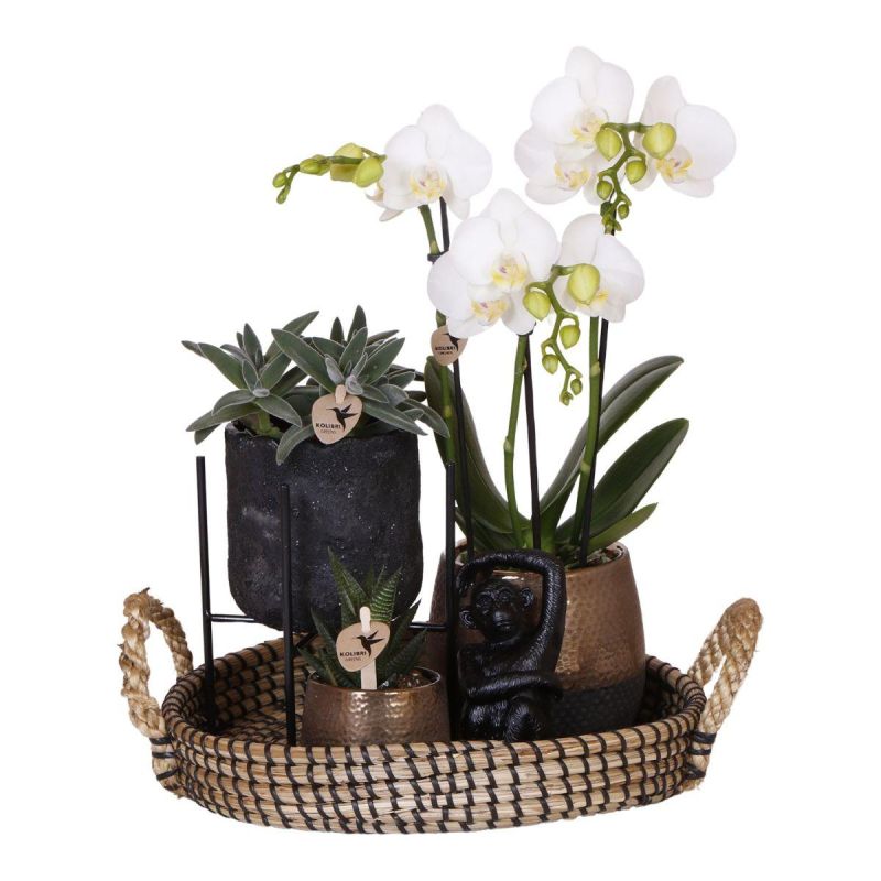 Plantenset Bee Pot