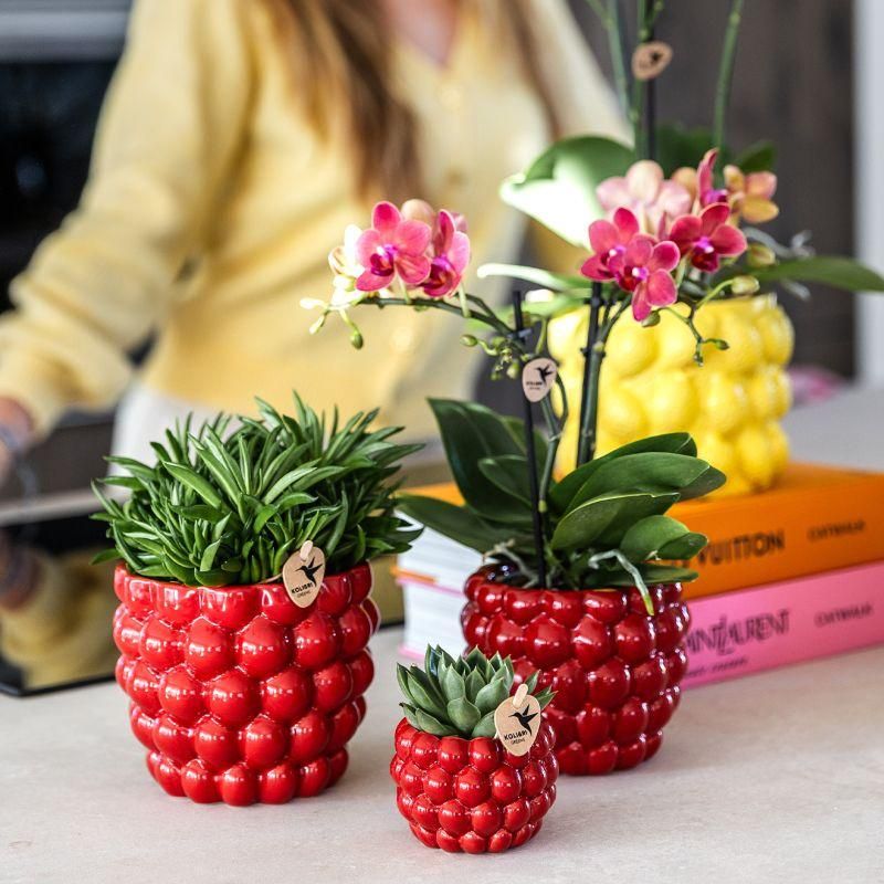 Plantenset Berry 