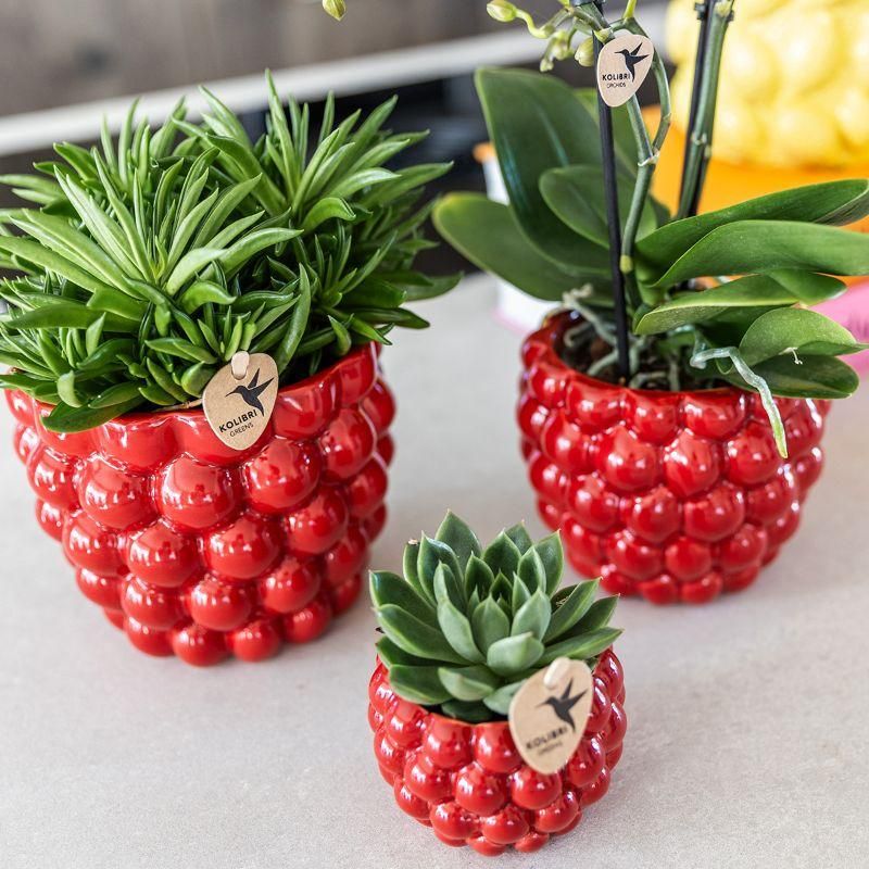Plantenset Berry 