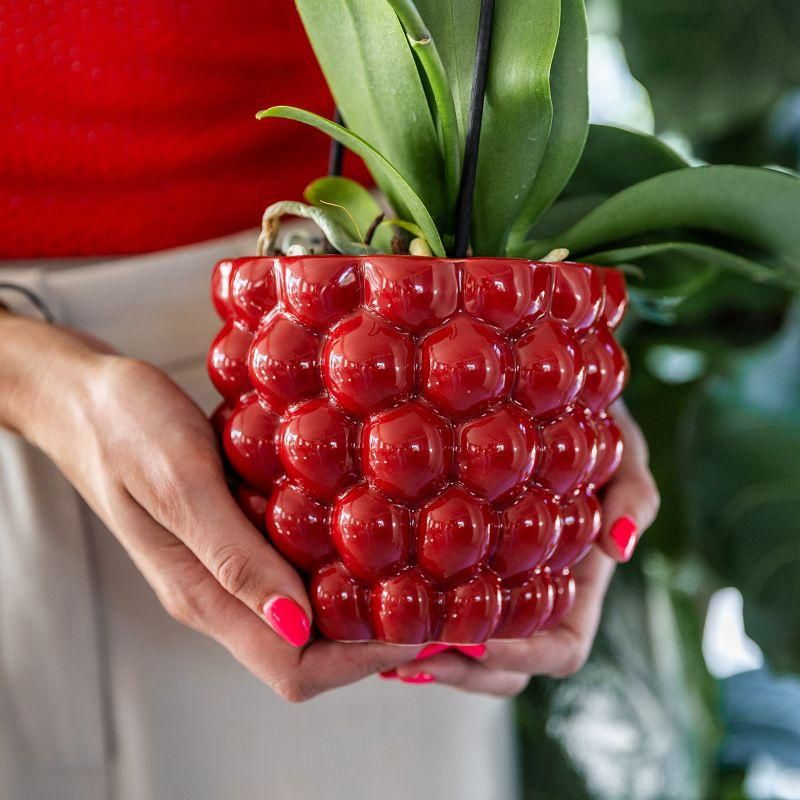 Plantenset Berry 