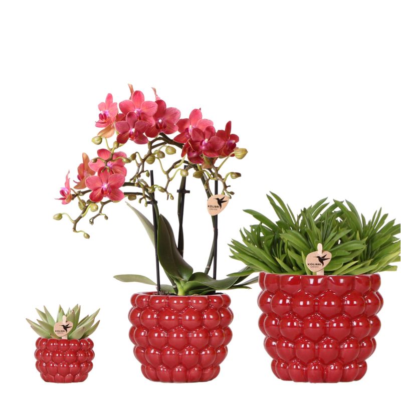 Plantenset Berry 