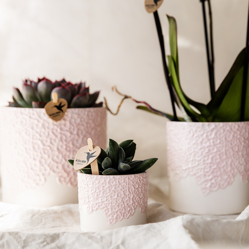 Plantenset Bloom roze