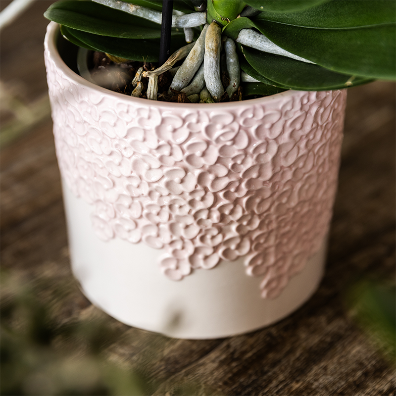 Plantenset Bloom roze