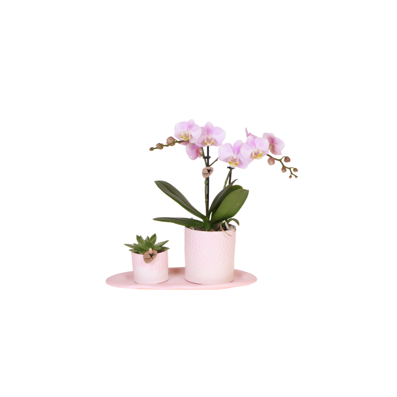 Plantenset Bloom roze
