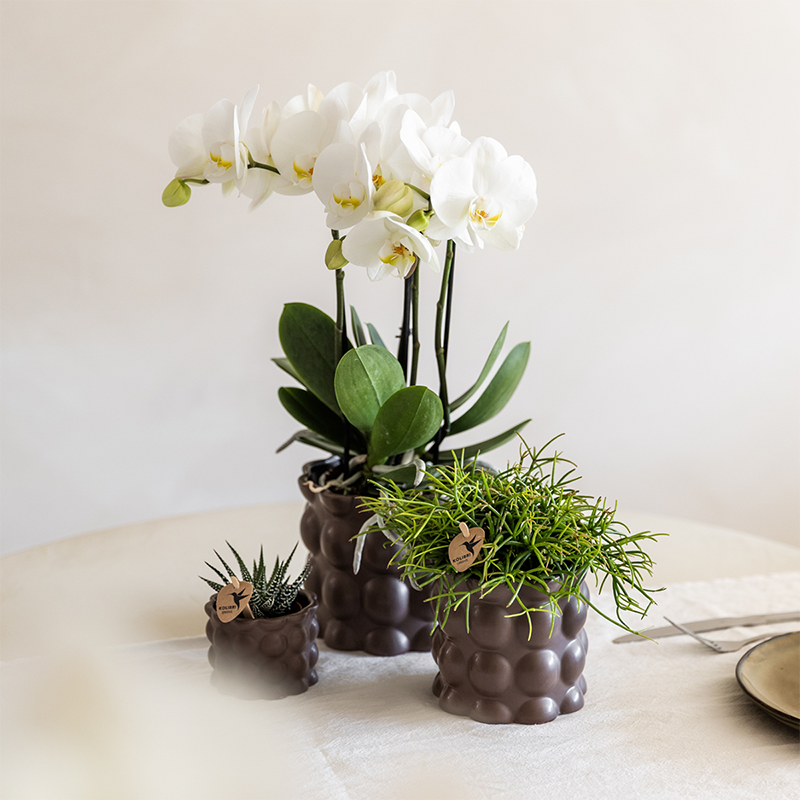 Plantenset Bubble bruin