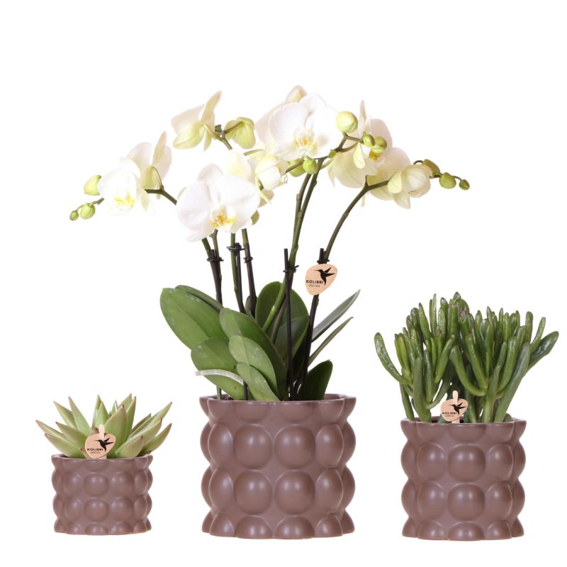 Plantenset Bubble bruin