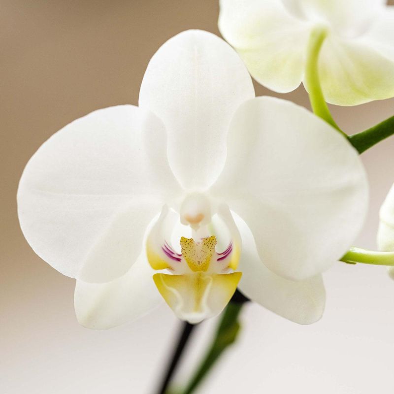 Plantenset Ivory Elegance blauw