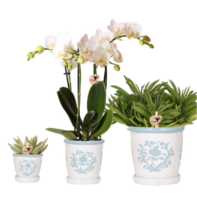 Plantenset Ivory Elegance blauw