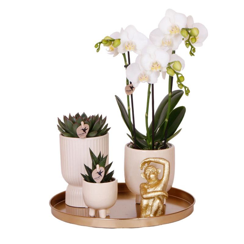 Plantenset Luxueus