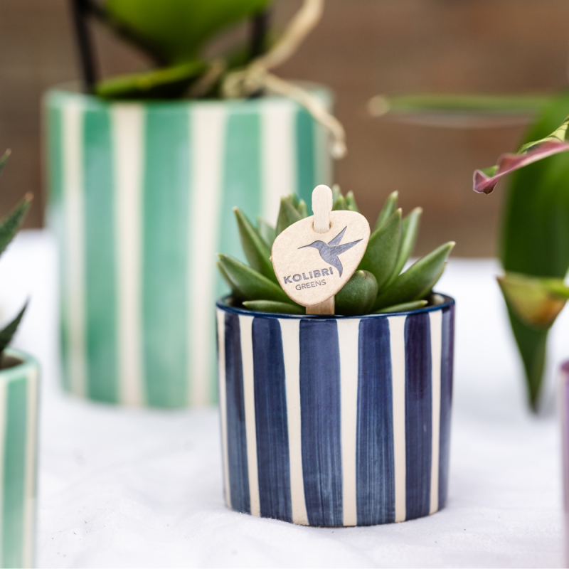 Plantenset Yona donkerblauw