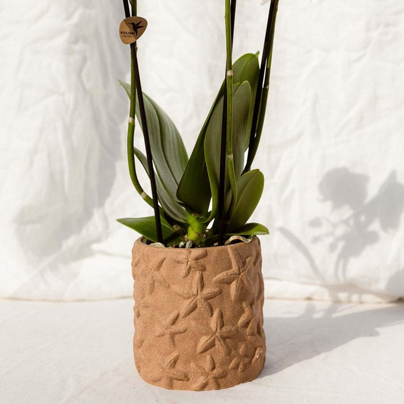 Plantenset Zeester beige