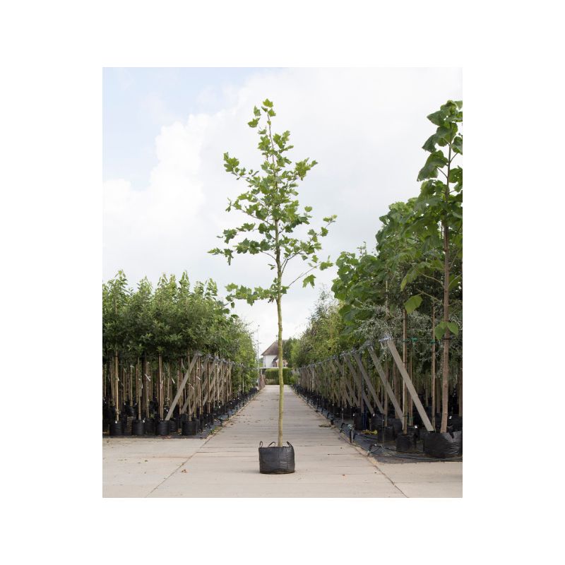 Platanus hispanica 