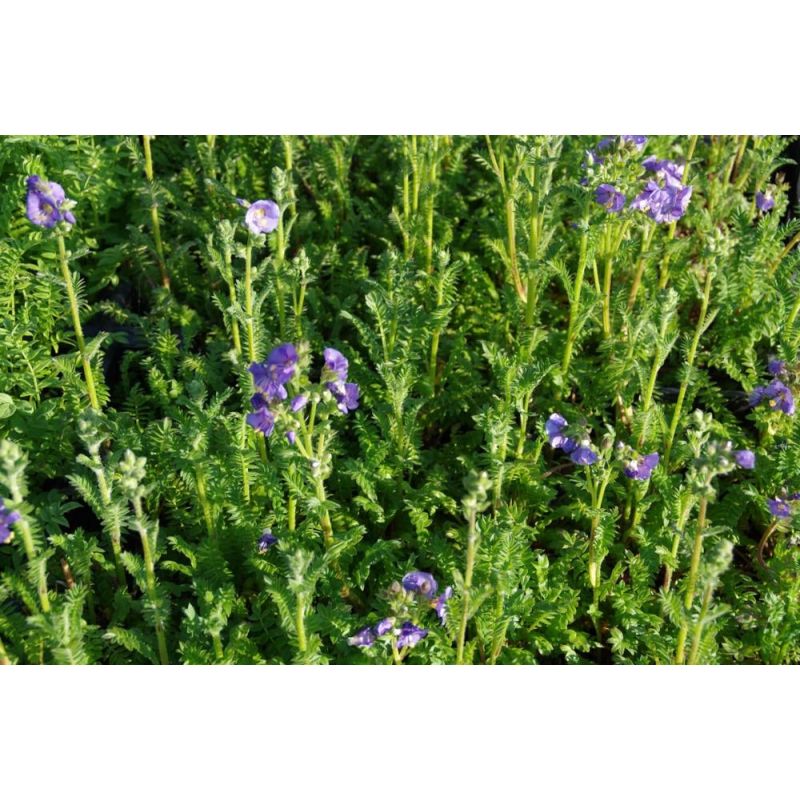 Polemonium Bambino Blue 