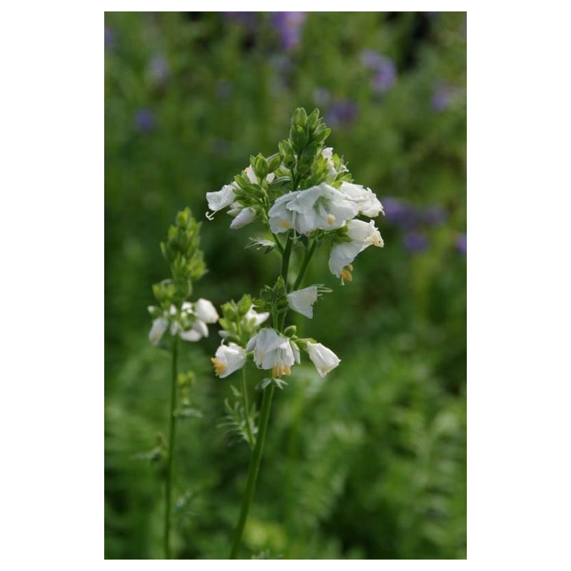 Polemonium Album 