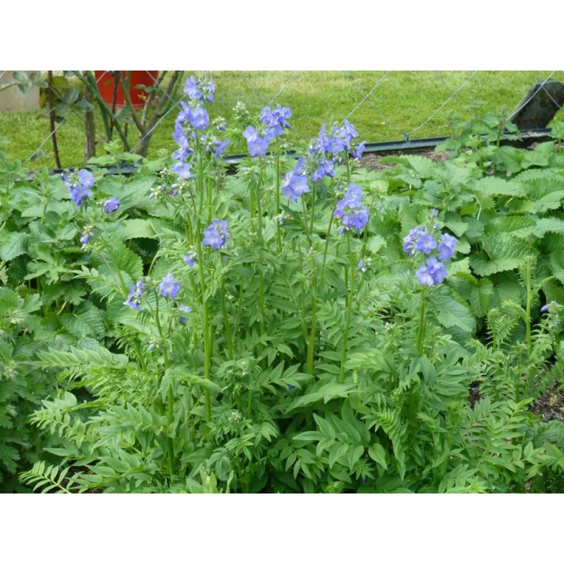 Polemonium caeruleum 