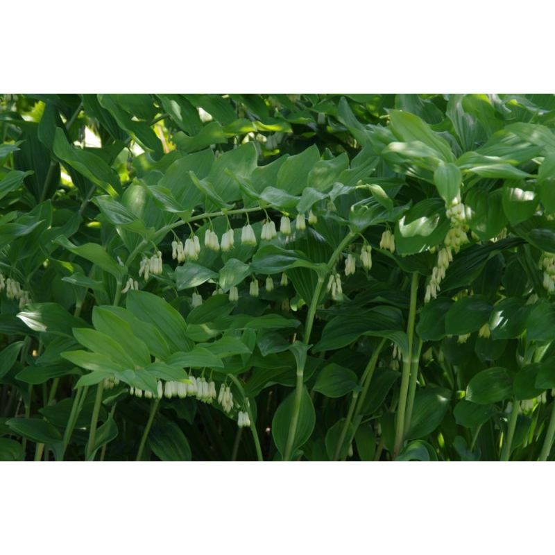 Polygonatum Weihenstephan 