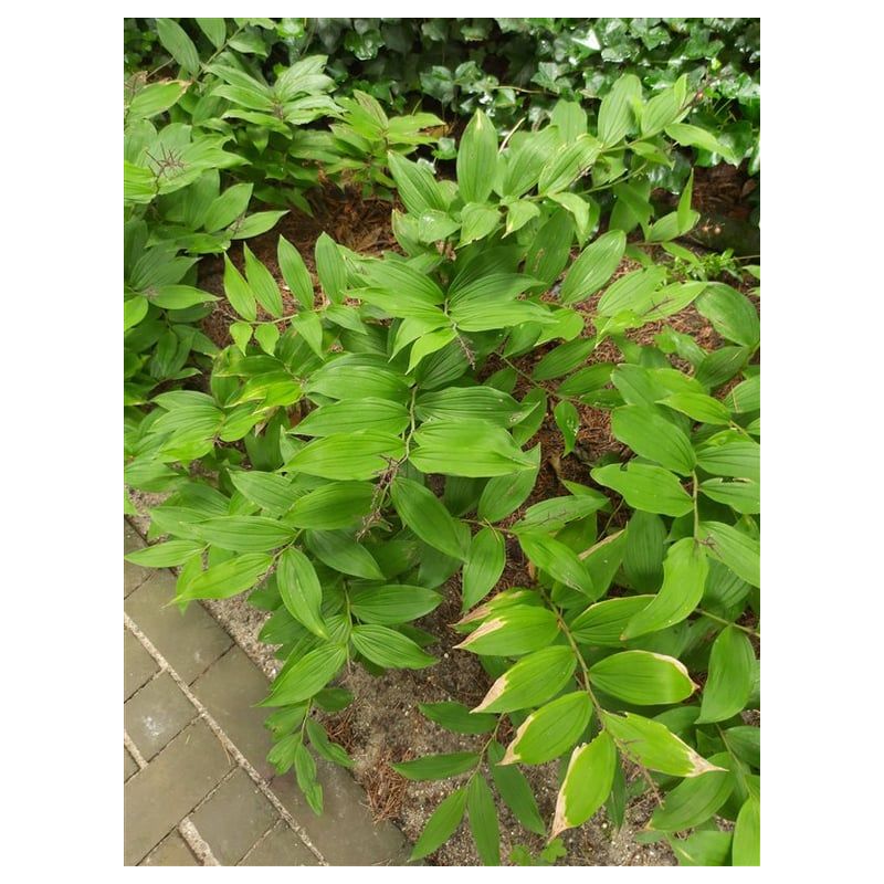 Polygonatum multiflorum