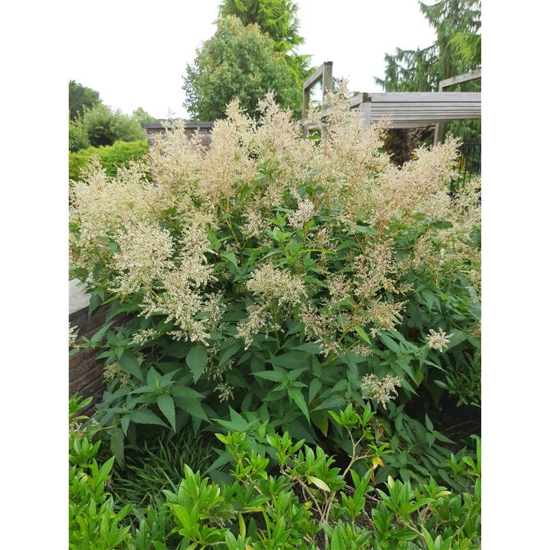 Persicaria polymorpha 