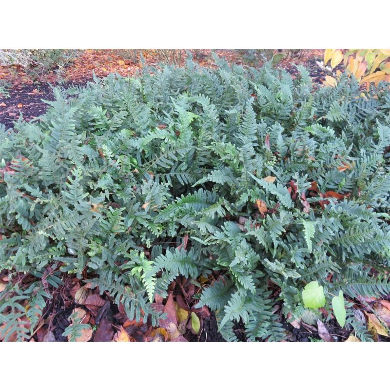 Polypodium vulgare