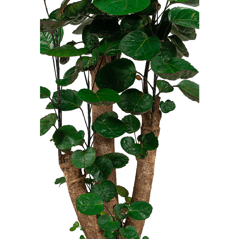 Polyscias Fabian 