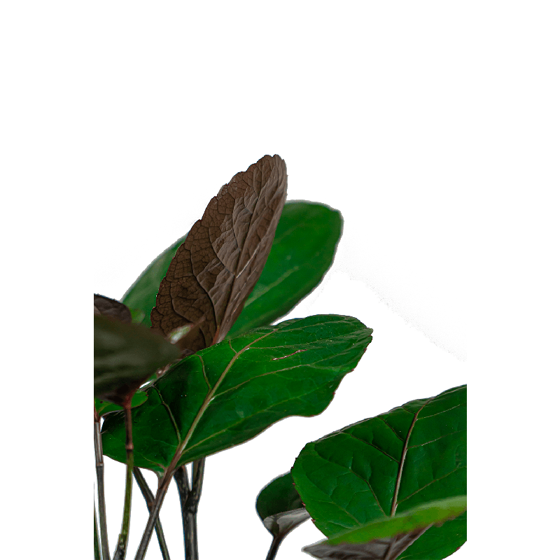 Polyscias Fabian 