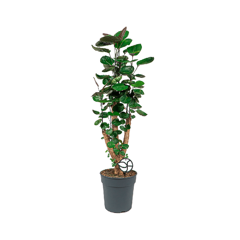 Polyscias Fabian 
