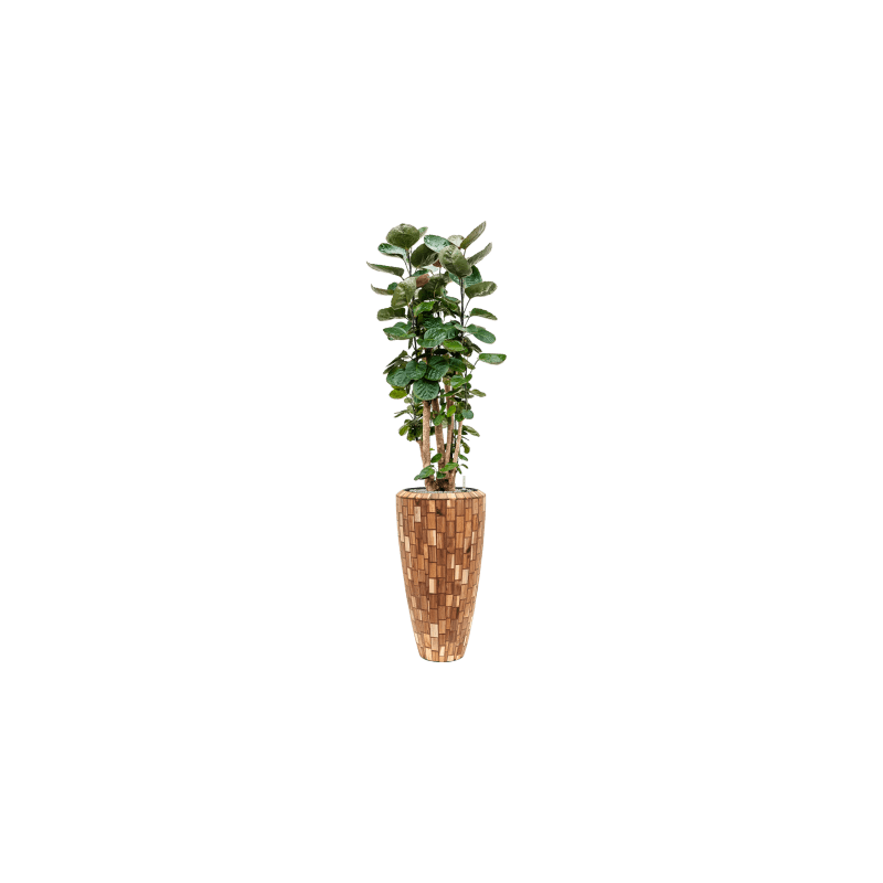 Polyscias Fabian 