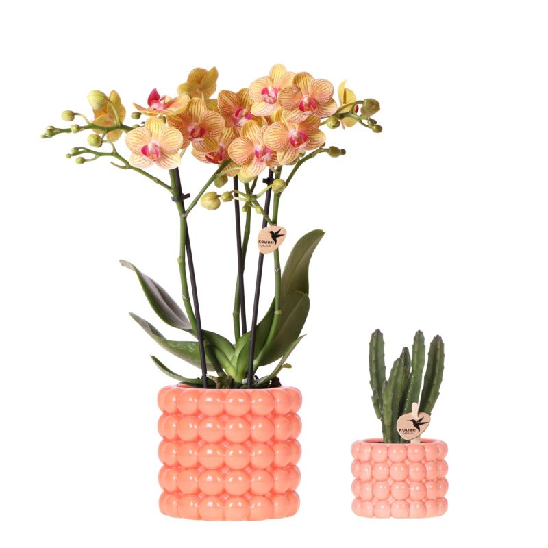 Planten duo Poppy oranje