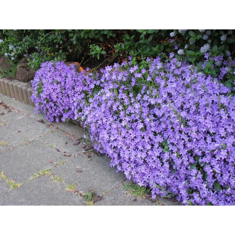 Campanula portenschlagiana 