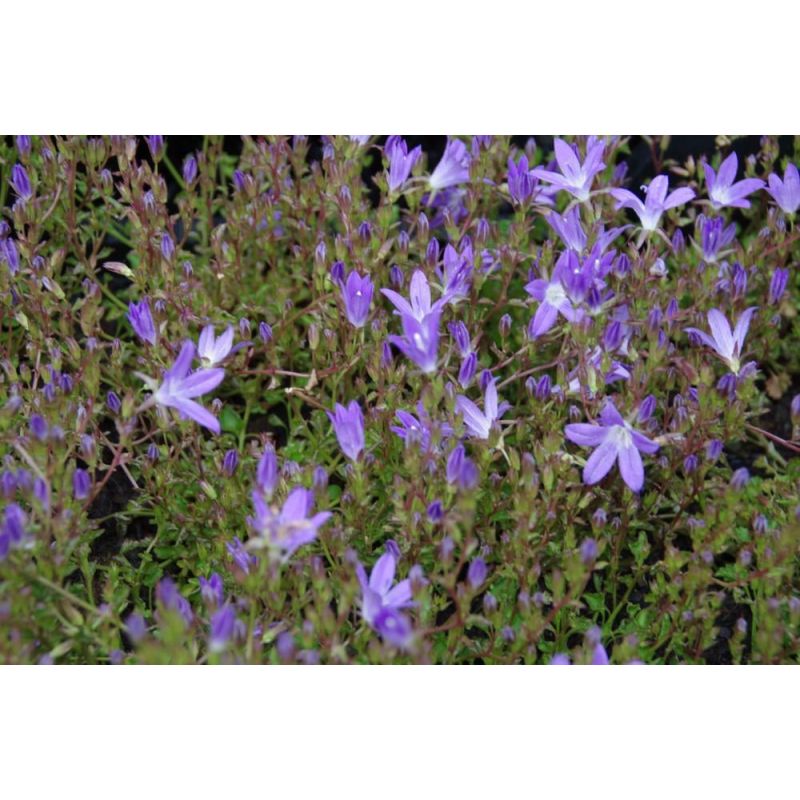 Campanula Stella