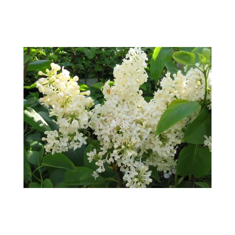 Syringa Primrose
