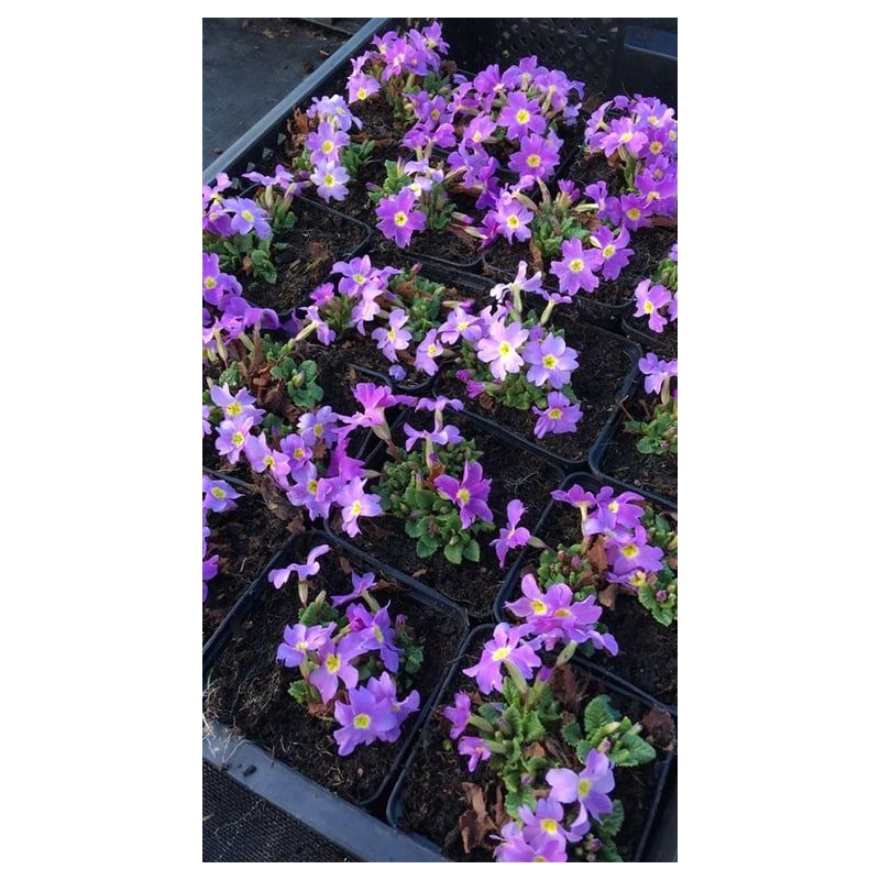 Primula Wanda
