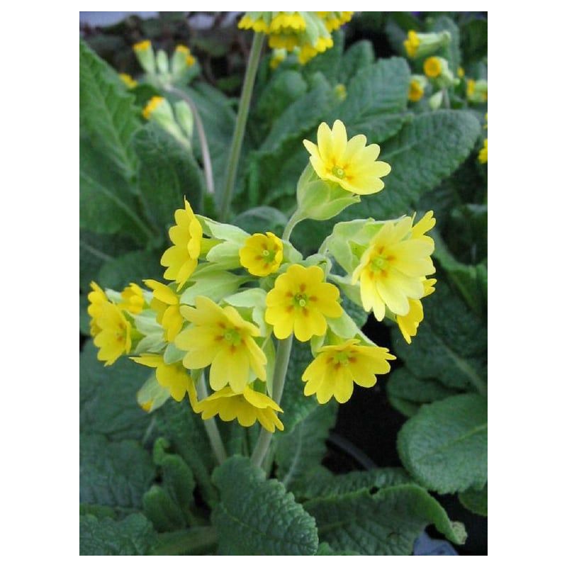 Primula veris 