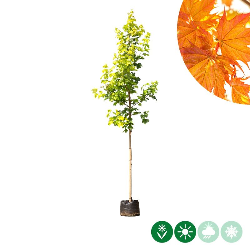 Acer Princeton Gold