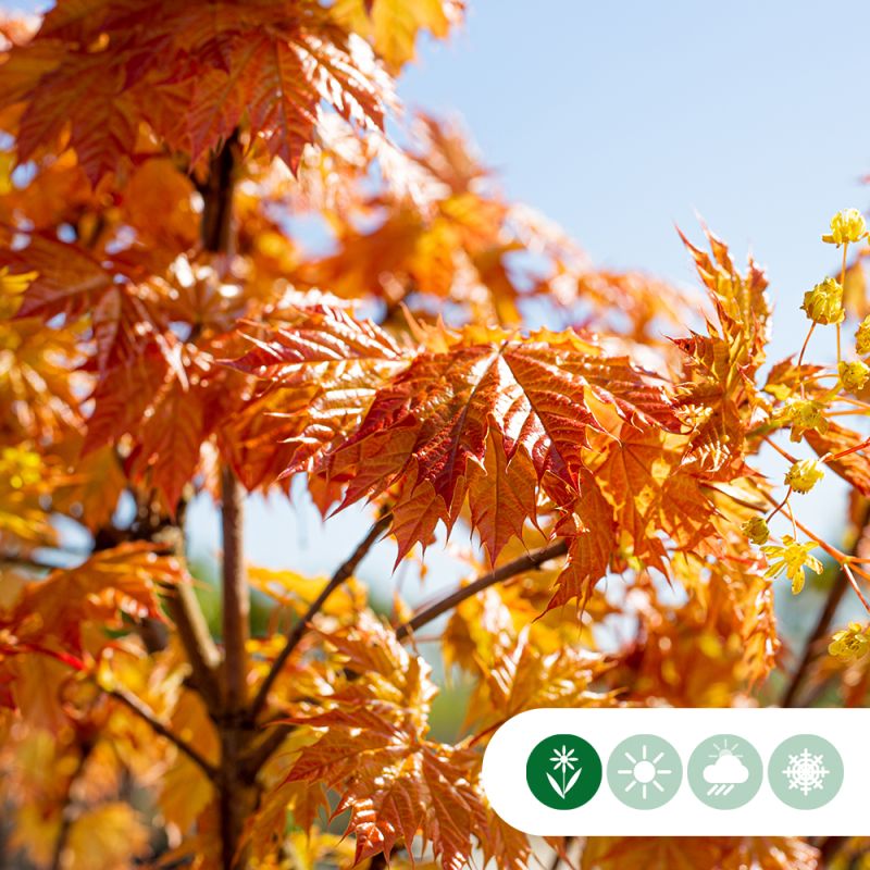 Acer Princeton Gold