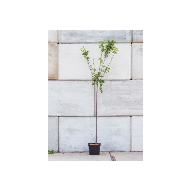 Prunus Victoria