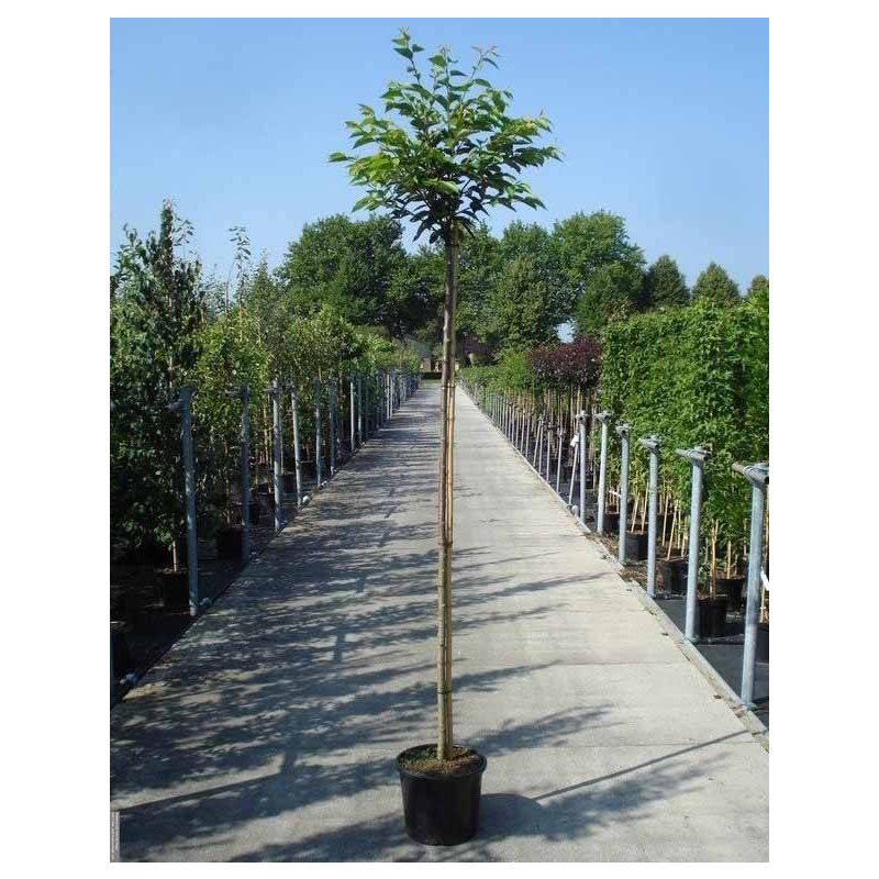 Prunus Accolade