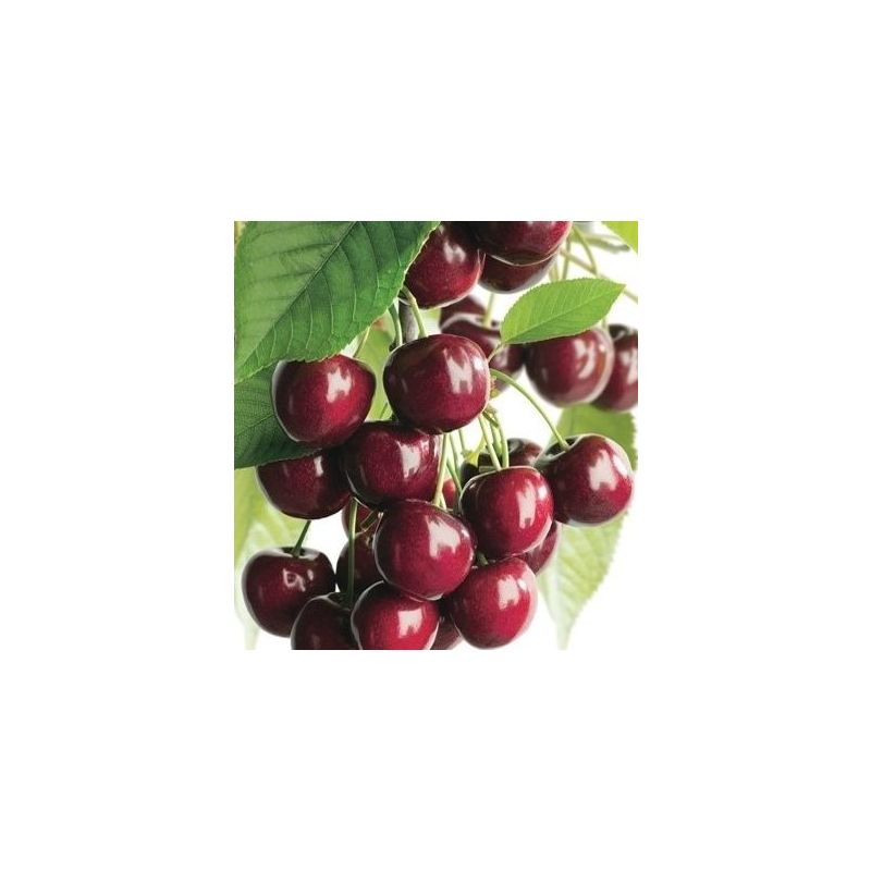 Prunus Kordia - leiboom laagstam